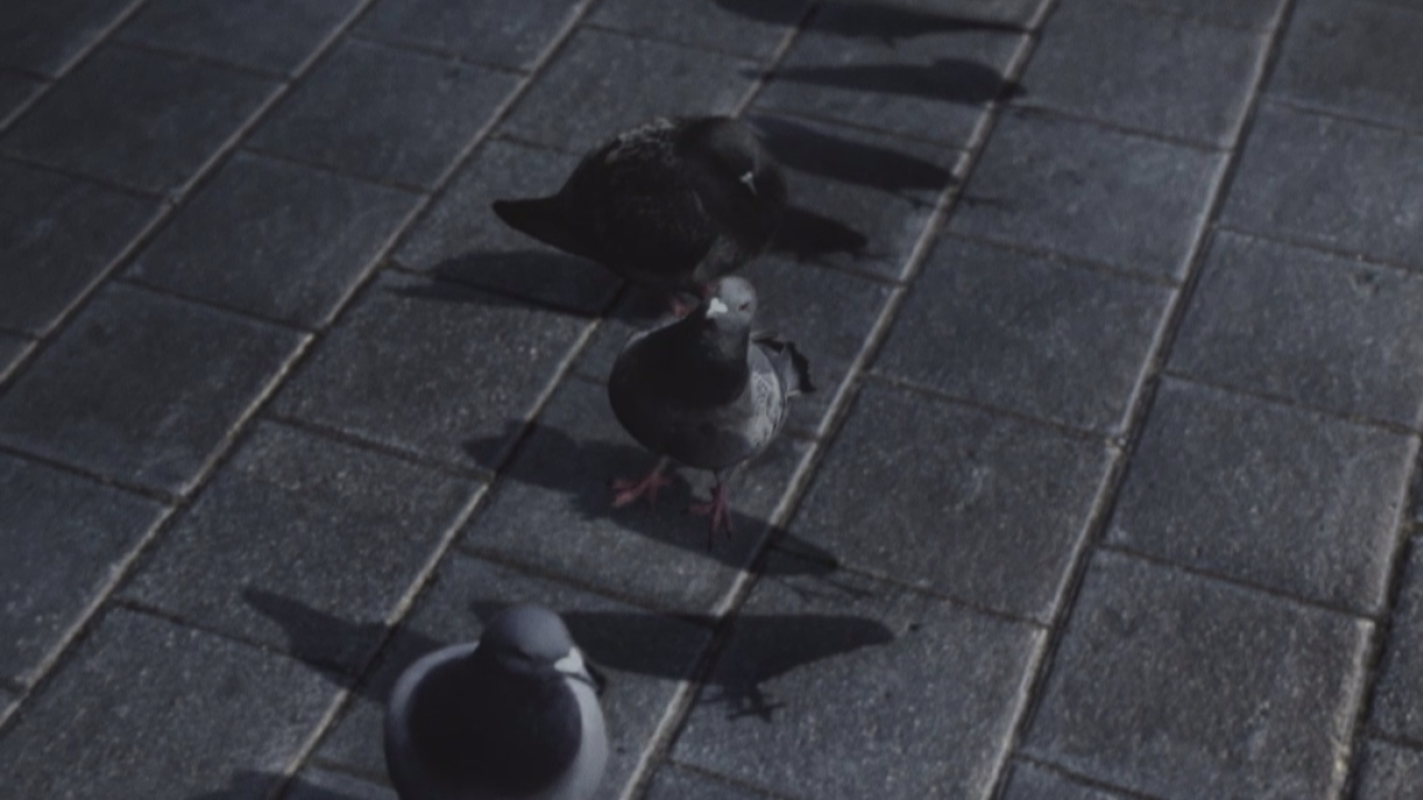 En attendant Les oiseaux 02