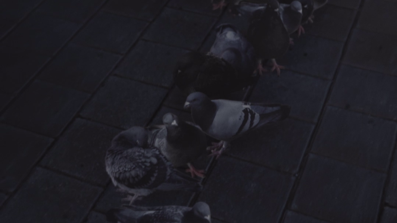 En attendant Les oiseaux 02