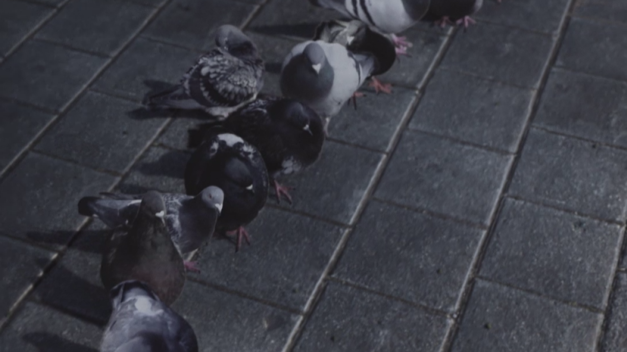 En attendant Les oiseaux 02