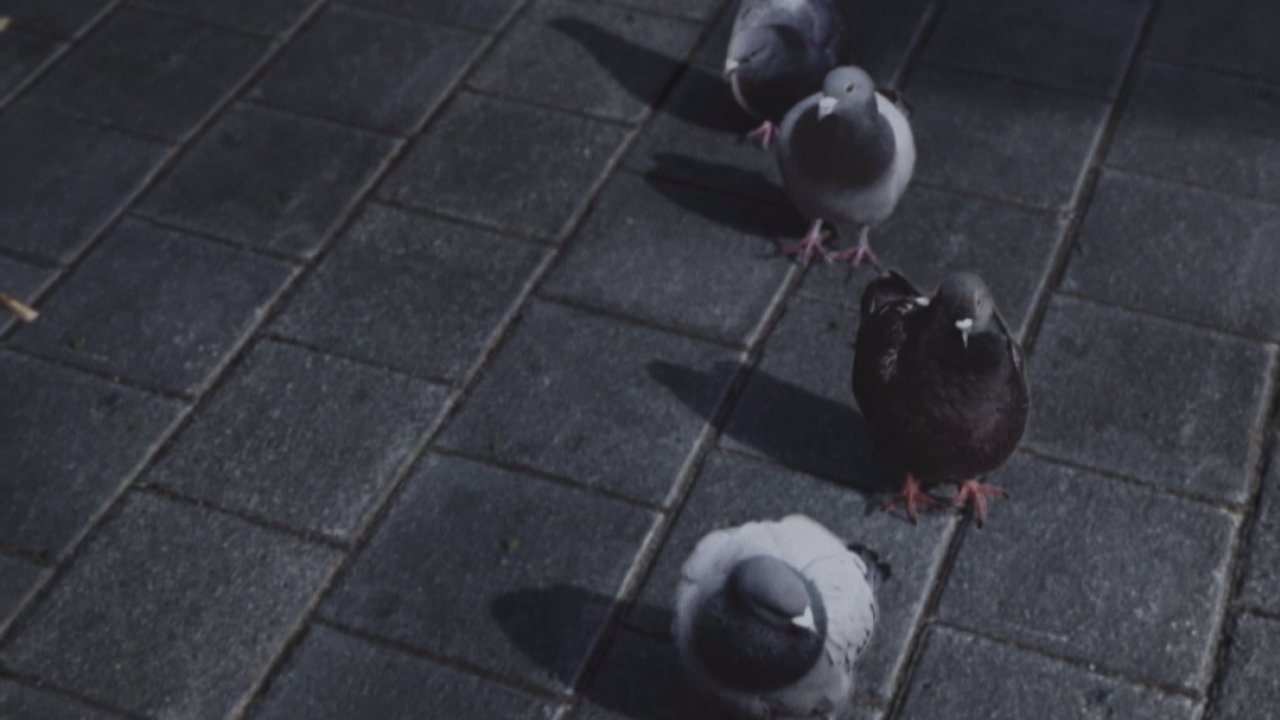 En attendant Les oiseaux 02