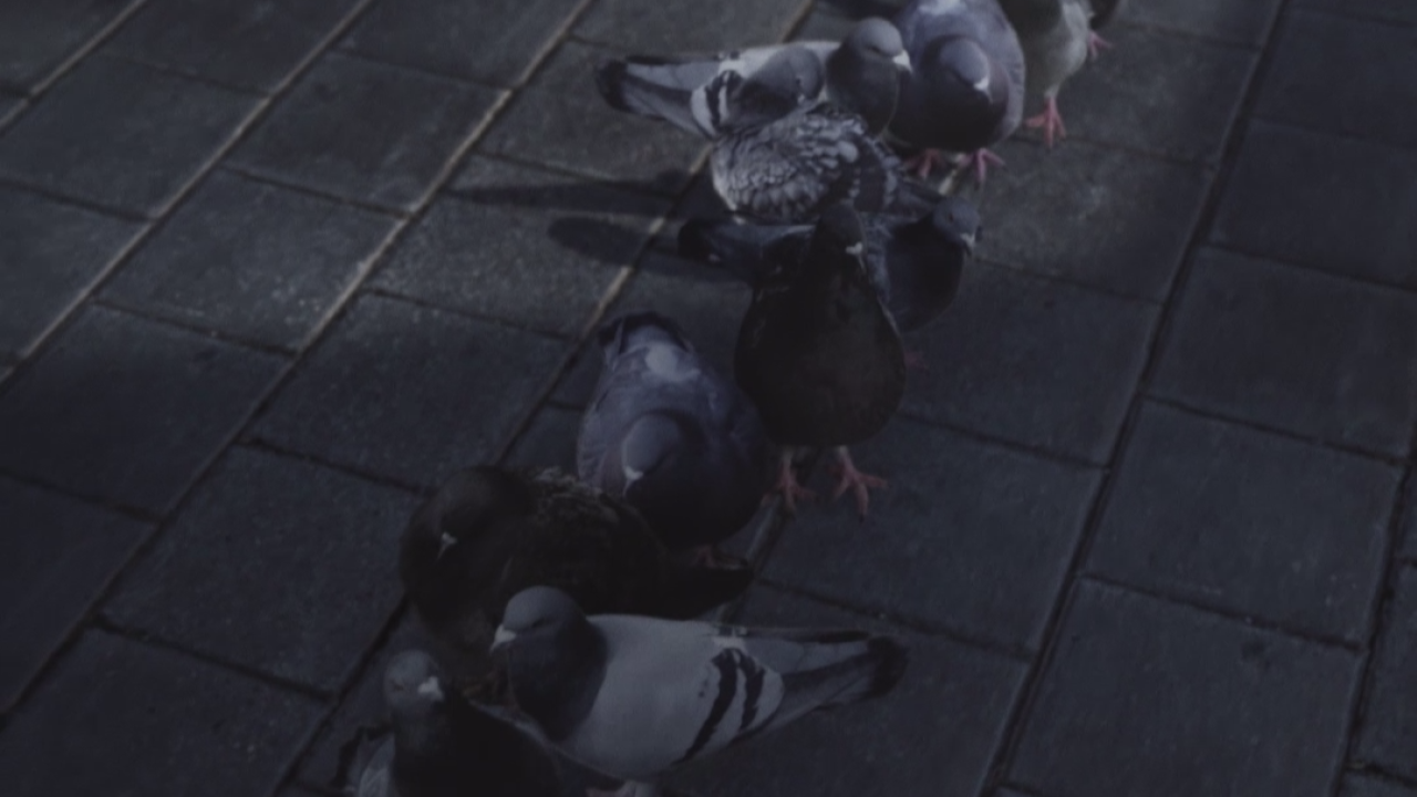 En attendant Les oiseaux 02